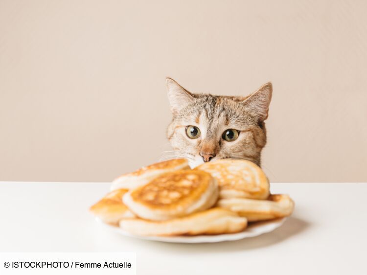 Quels aliments ne jamais donner à son chat ?